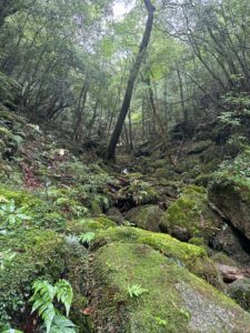 ８時間の屋久杉トレッキング行ってきました🏔