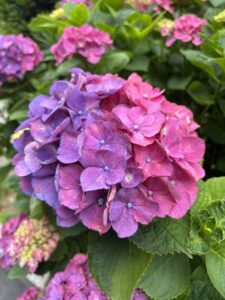 紫陽花の綺麗な季節